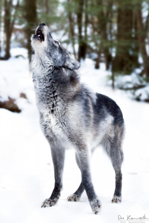 grey wolf howling