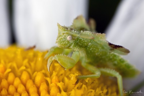 ambush bug in a daisy