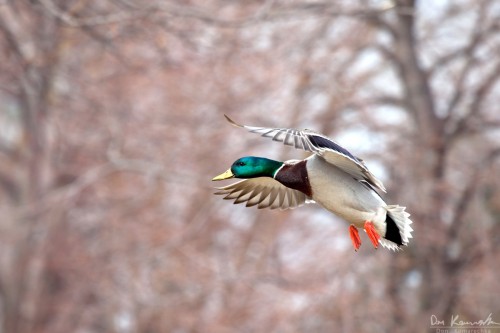 mallard duck flying