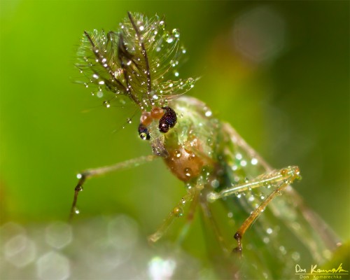 green chironomid covered in dew