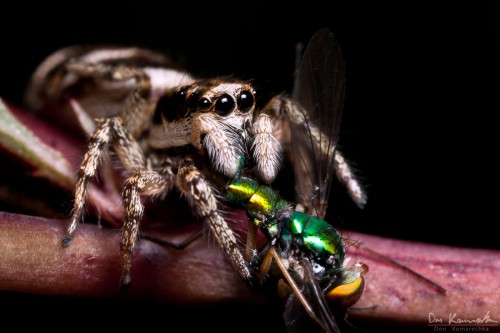 jumping spider eating a fly