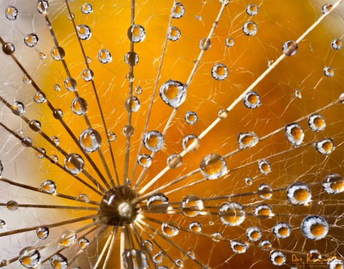 a daisy photographed through water droplets on a dandelion seed