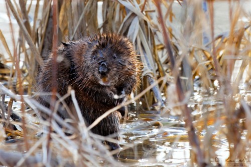 muskrat in cattail reeds