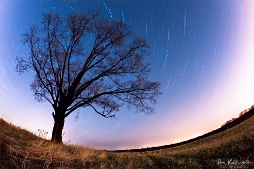 fisheye star trail photo of a tree in a field