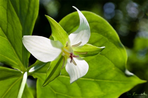 endangered drooping trillium, Trillium flexipes