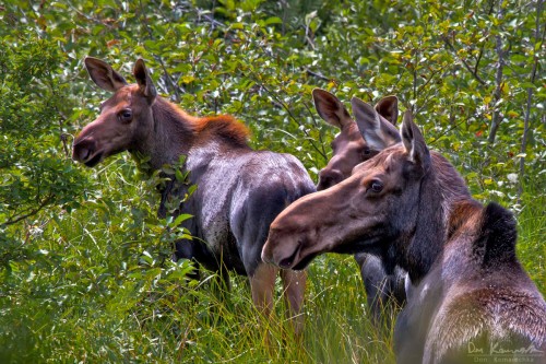 mother moose and two children look back at the camera