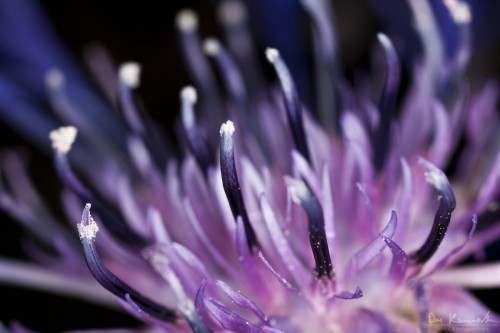 macro purple flower
