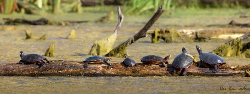 painted turtles in a marsh