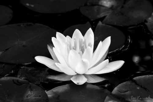 black & white water lily