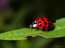 Life of a Ladybird