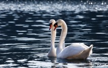 Spring Swans