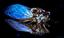 Glow of the Cicada