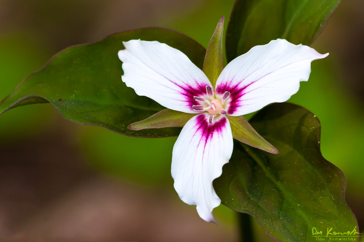 Don Komarechka Photography, Barrie Ontario » Painted Trillium