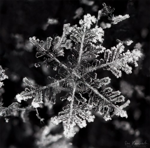 snowflake covered in frost