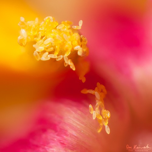 macro pollen close-up photo