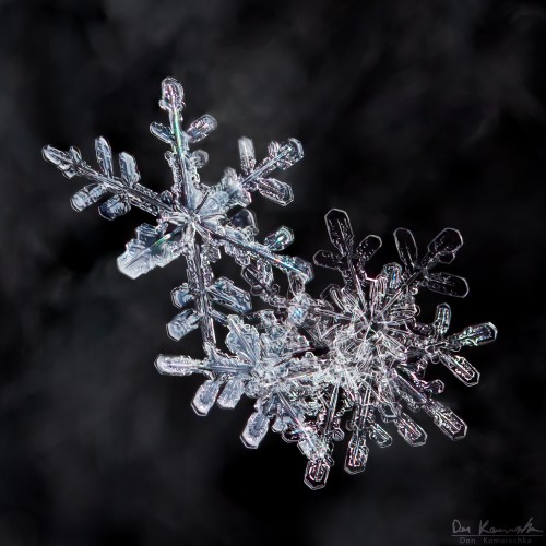 real snowflakes shaped like a heart