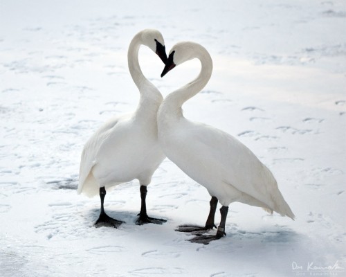 trumpeter swans making a heart shape in love