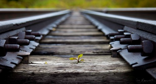plant trying to grow through a train track