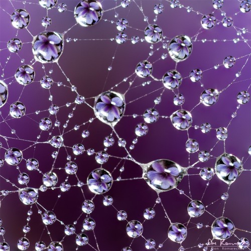 water droplets refracting a flower in a spider web
