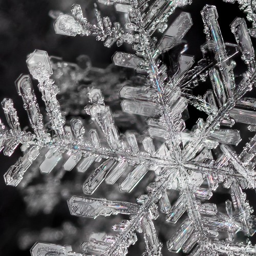 A close-up of a snowflake with many detailed branches that look like crystal blades.