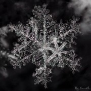 Regal Snowflake