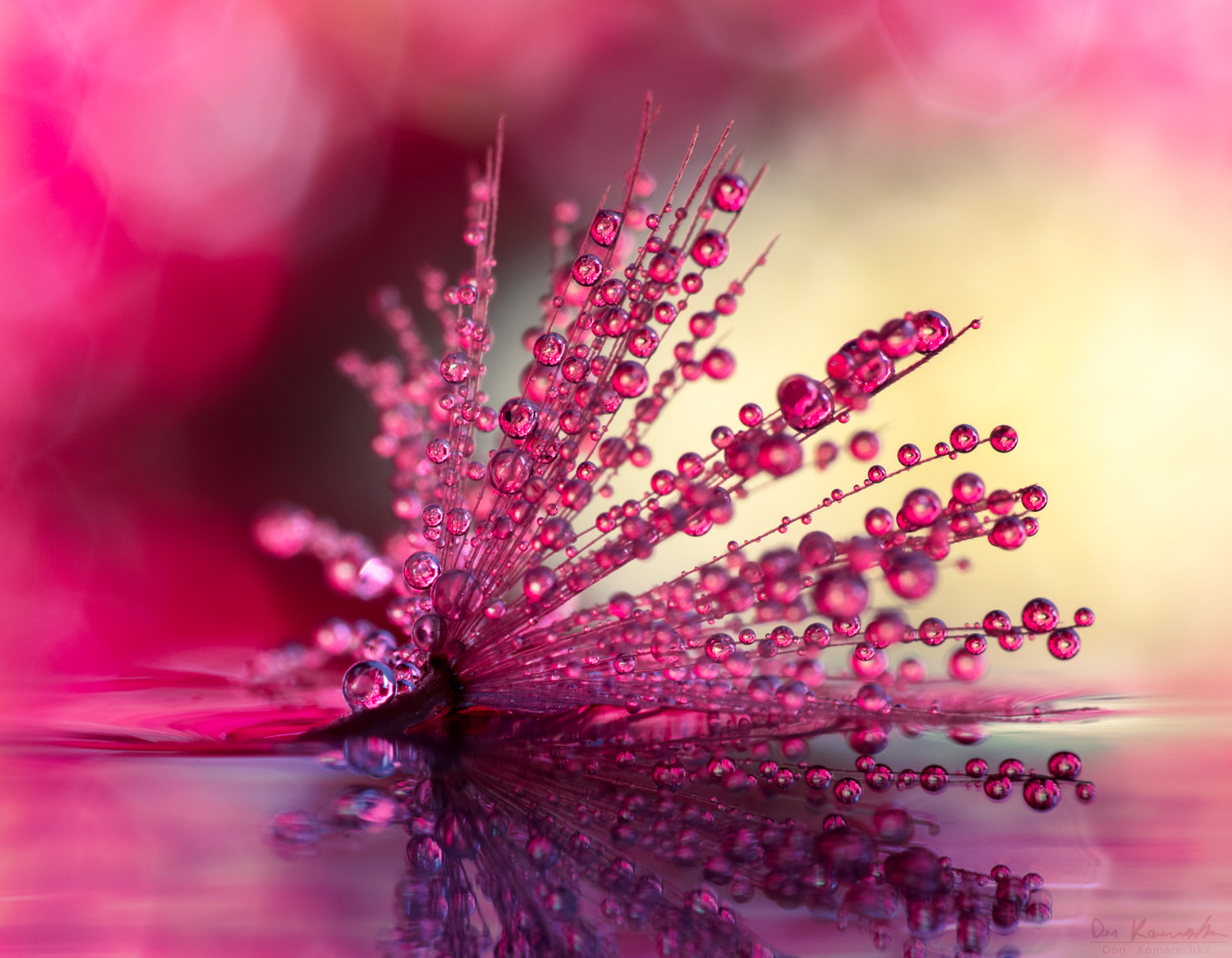 Don Komarechka Photography, Barrie Ontario » Daisy Dreams